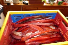 Salmon Camp 2016 - Boxed Fish