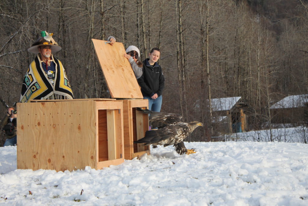 Sidney Campbell and Jack Strong help a lucky bidder release a bald eagle into the wild. (Henry Leasia / KHNS)